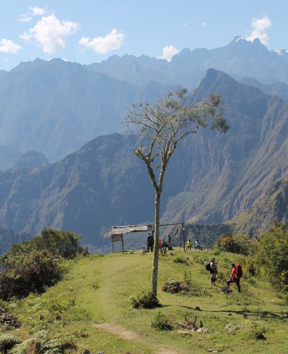 Scenery in Peru of a tree in front of mountains- Challenges Abroad