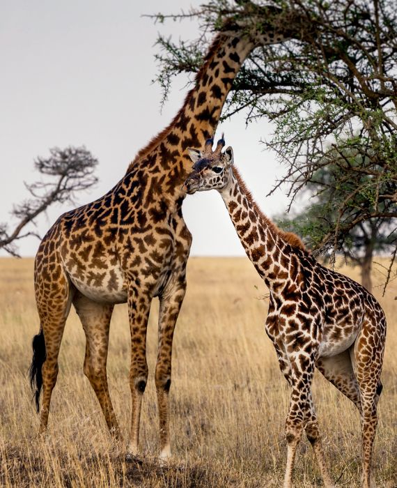 Giraffes in Tanzania: an adult and a baby - Challenges Abroad