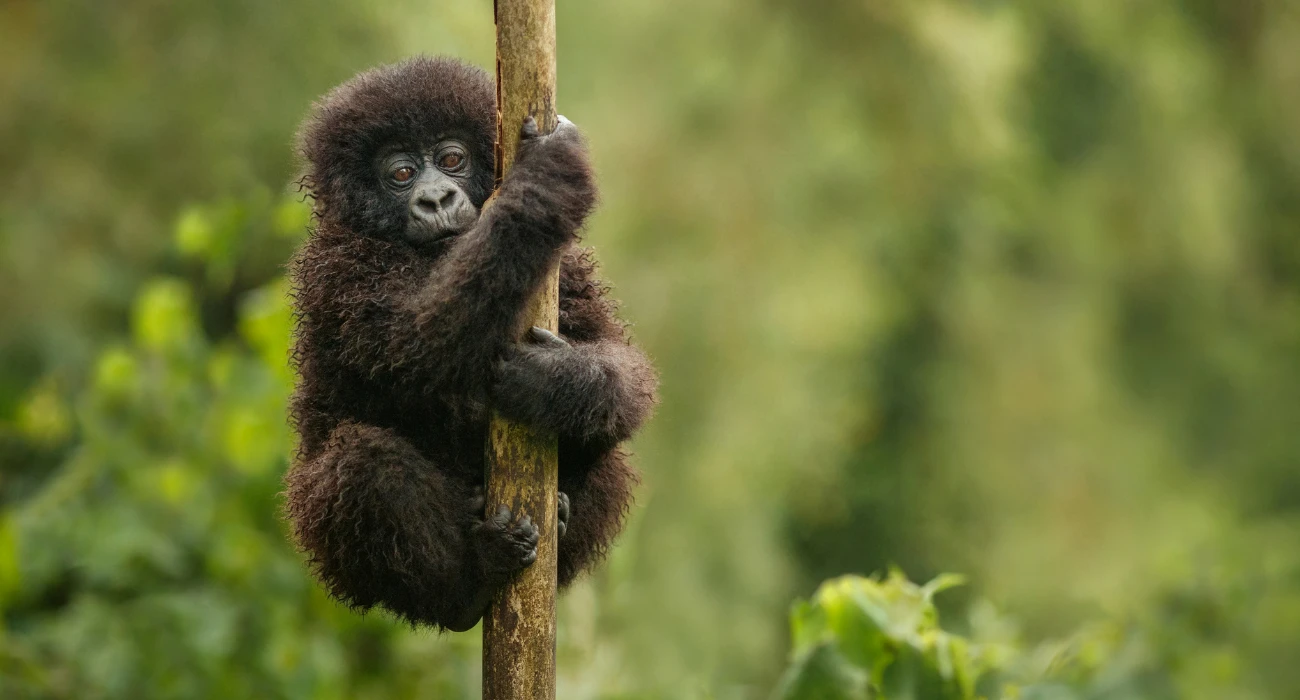 Uganda (2)